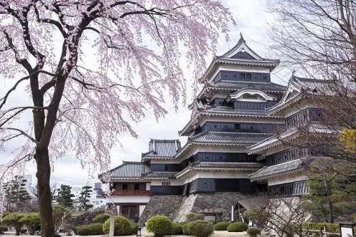 matsumoto castle and cherry blossom tree