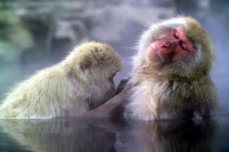 snow monkeys grooming in hot springs