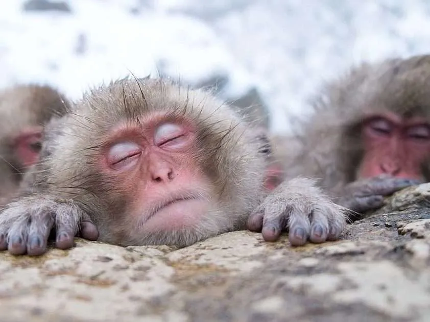 Snow Monkey Hierarchy: The Top Monkeys - SNOW MONKEY RESORTS