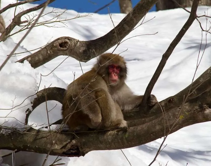 Snow Monkey Hierarchy: The Top Monkeys - SNOW MONKEY RESORTS