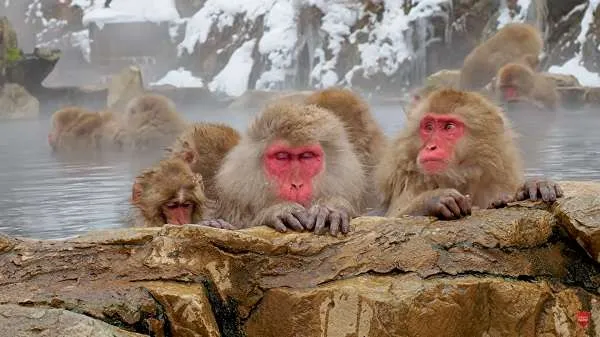 Japanese snow monkeys have learned to fish for food