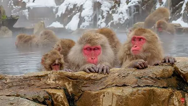 Snow Monkey Hierarchy: The Top Monkeys - SNOW MONKEY RESORTS