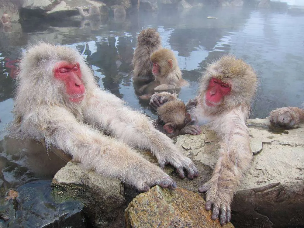 snow monkeys in Hakuba