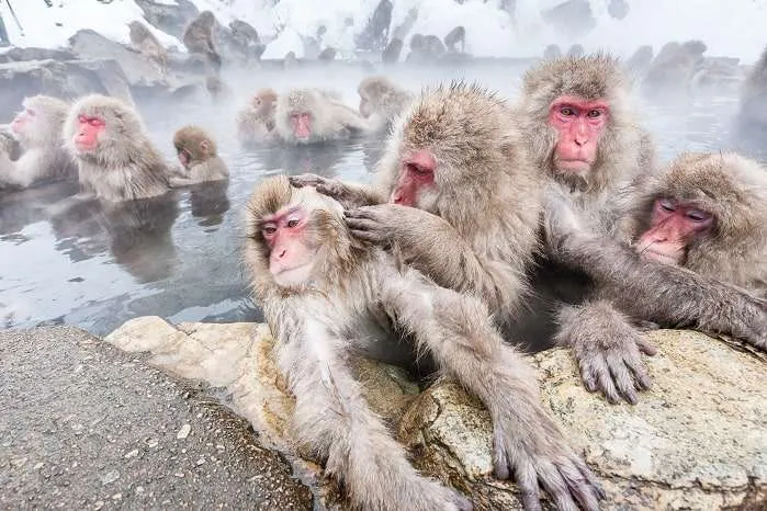 Snow Monkey Hierarchy: The Top Monkeys - SNOW MONKEY RESORTS