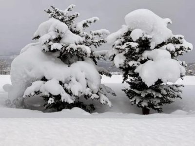 niseko snow report trees covered in snow