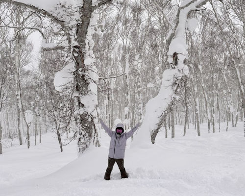 niseko powder snow season
