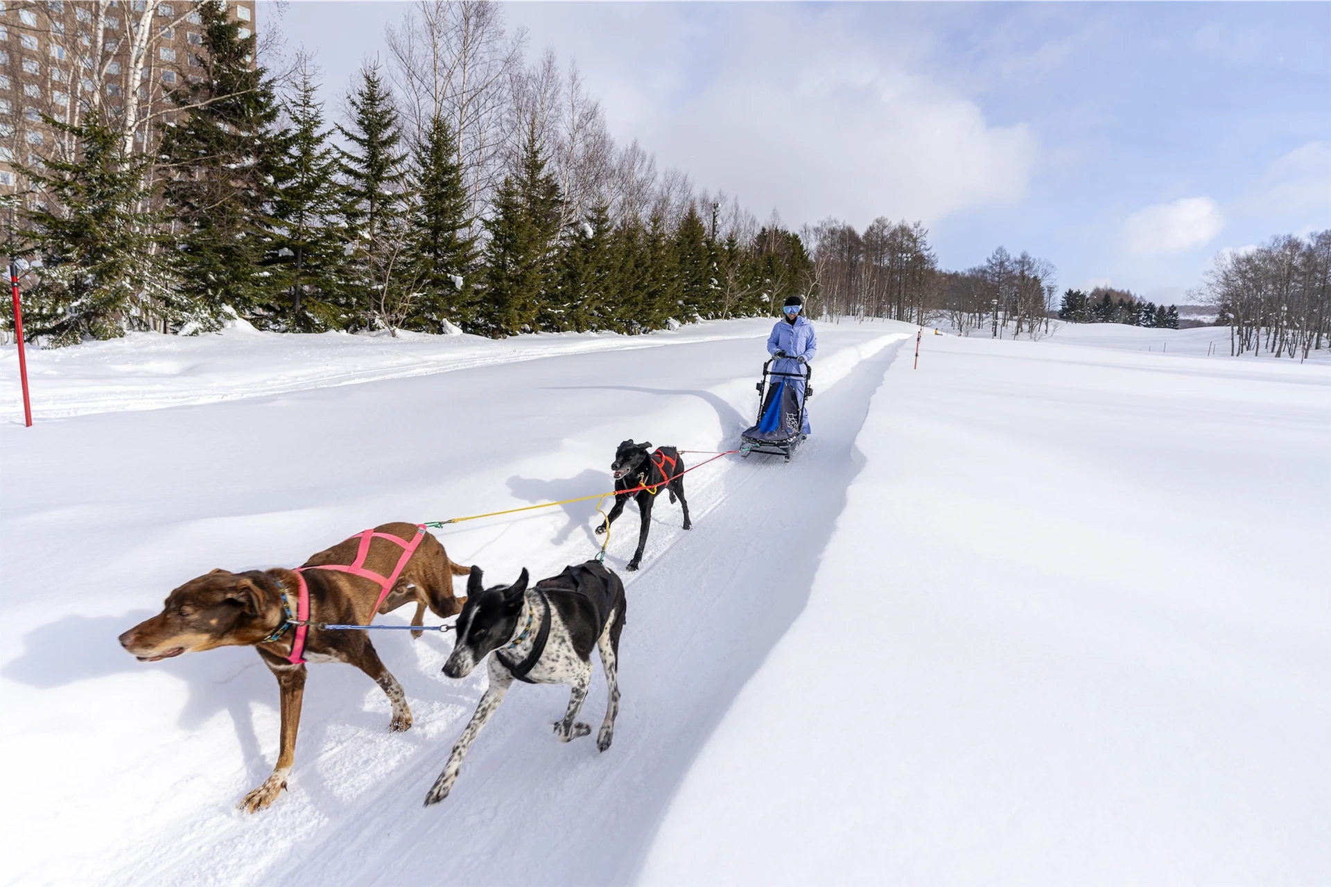 A person driving a dog sled pulled by a team of huskies through a snowy landscape in Rusutsu Resort.