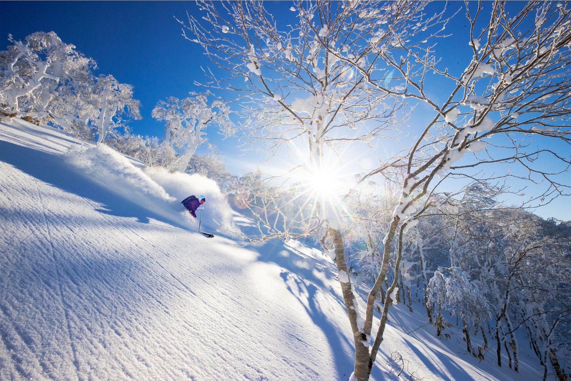 Skier in purple making a powder turn on sunny day with snow-covered trees.
