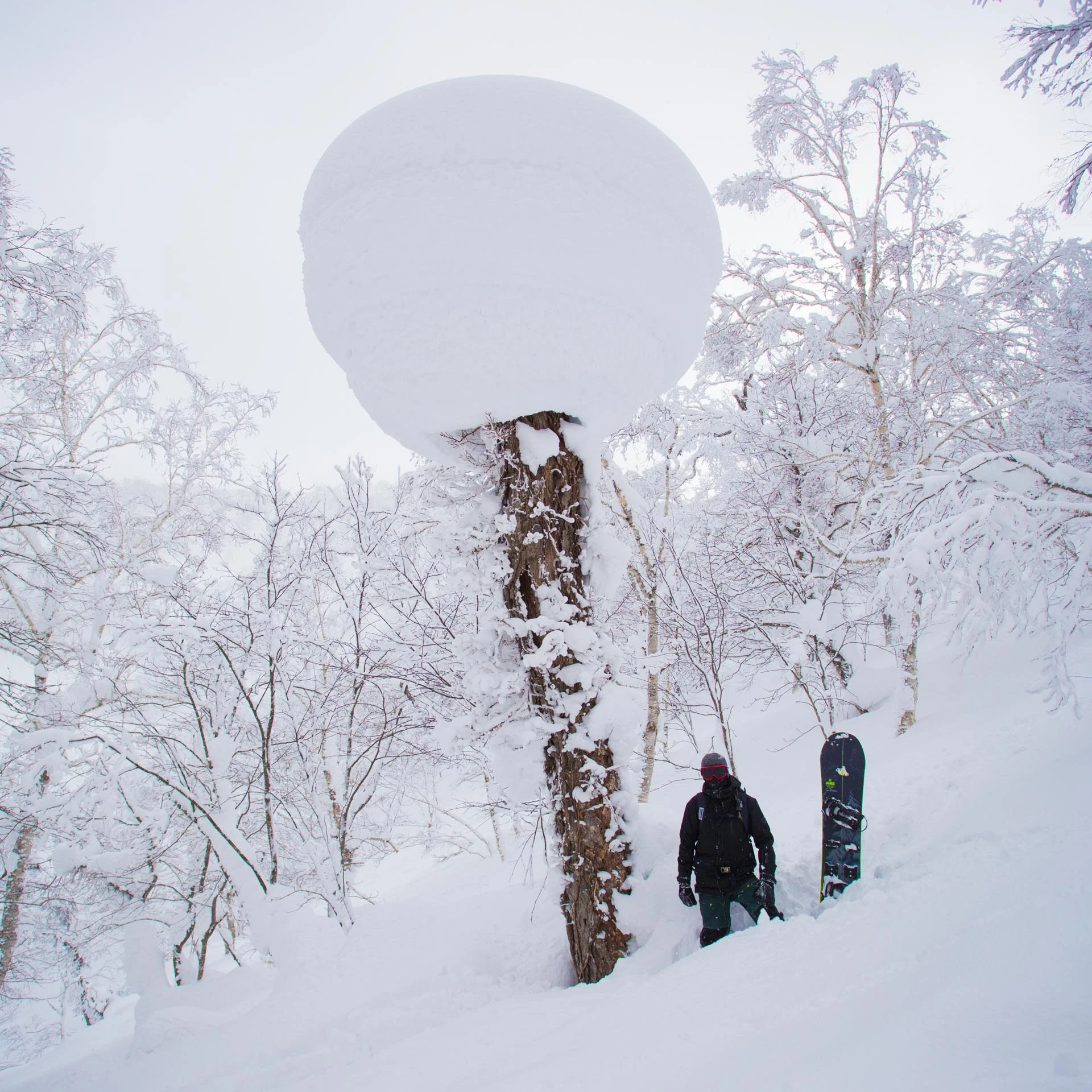 Snowboarder standing by a massive snow mushroom on a tree in the Rusutsu backcountry.