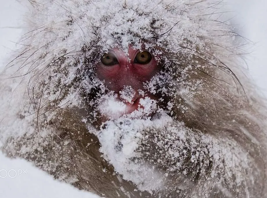 Snow monkey in Japan